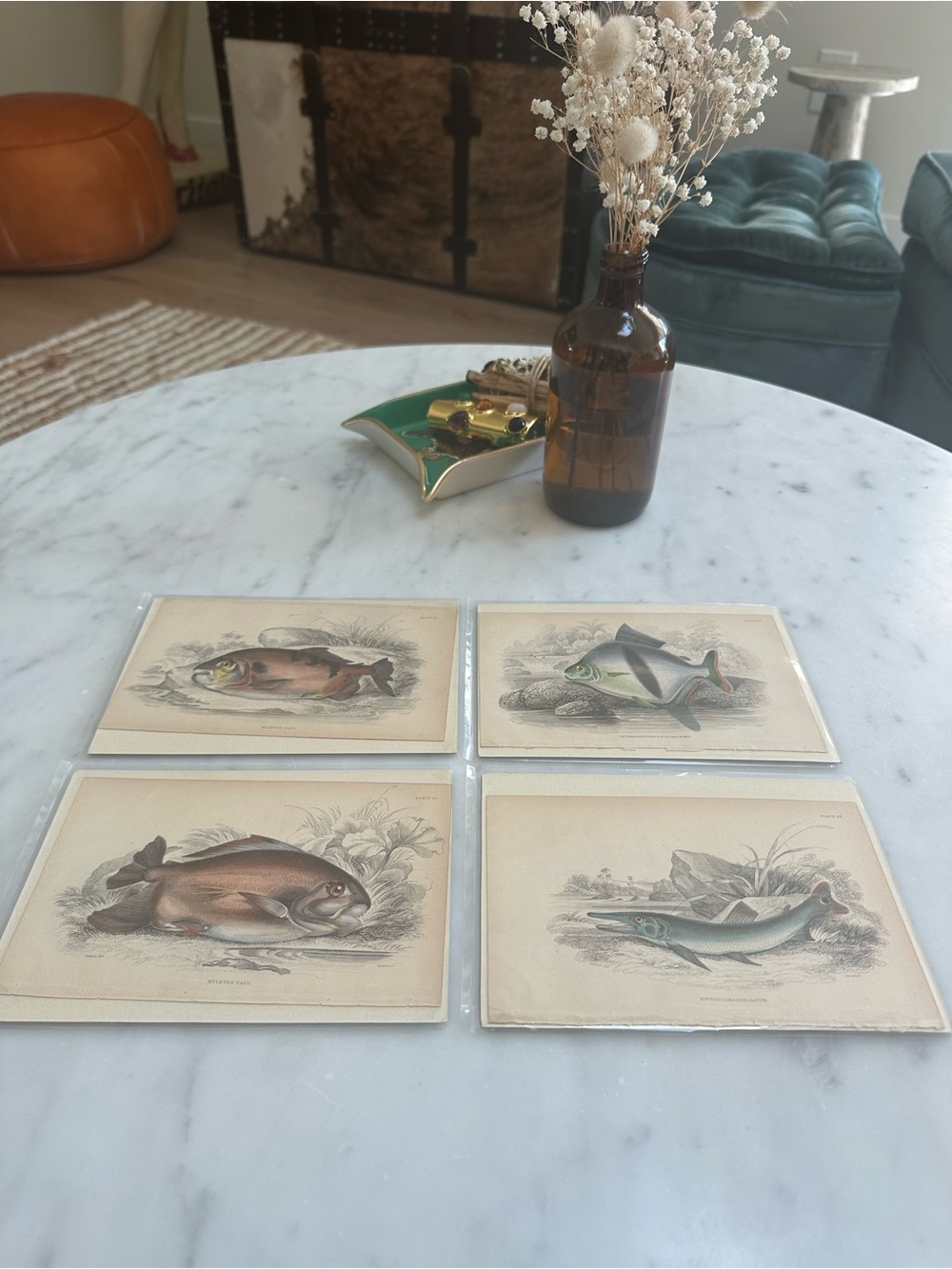 1800s Jardine’s The Naturalist’s Library Chromolithographs Rare Fish